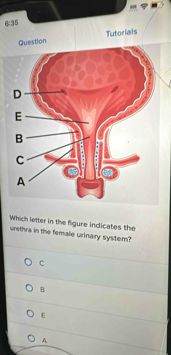 Solved: 6:35 Tutorials Which letter in the figure indicates the urethra ...