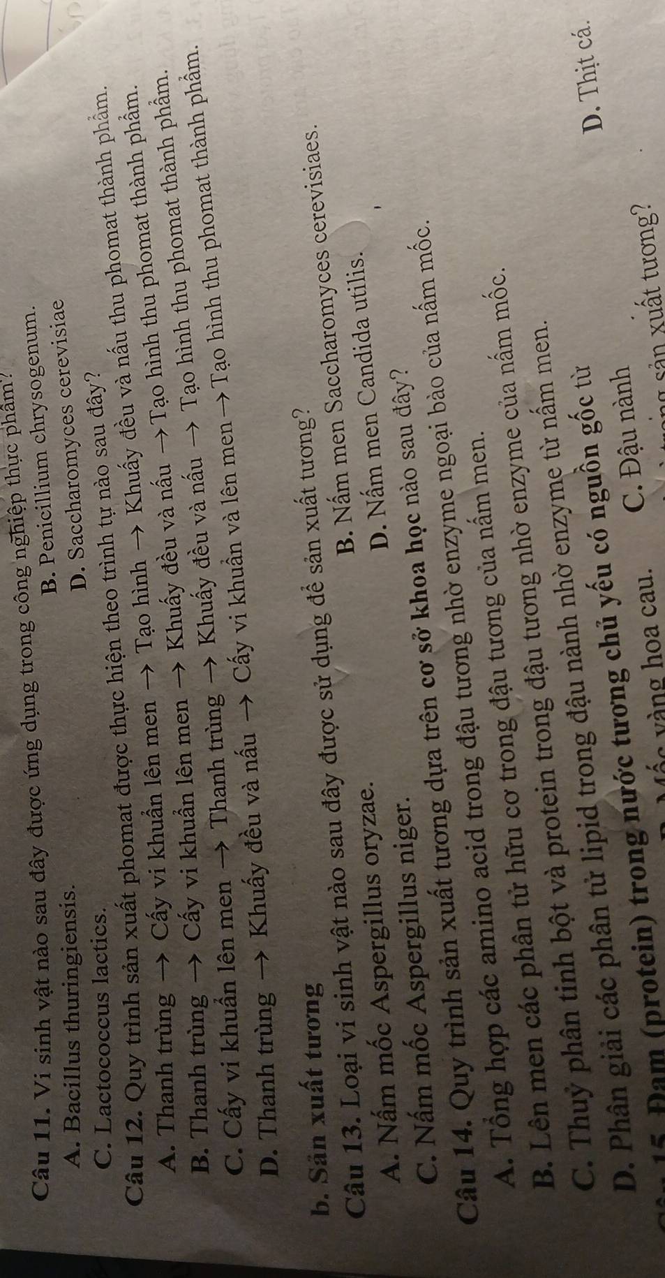 Vi sinh vật nào sau đây được ứng dụng trong công nghiệp thực phâm
B. Penicillium chrysogenum.
A. Bacillus thuringiensis.
D. Saccharomyces cerevisiae
C. Lactococcus lactics.
Câu 12. Quy trình sản xuất phomat được thực hiện theo trình tự nào sau đây?
A. Thanh trùng → Cấy vi khuẩn lên men → Tạo hình → Khuấy đều và nấu thu phomat thành phẩm.
B. Thanh trùng → Cấy vi khuẩn lên men → Khuấy đều và nấu → Tạo hình thu phomat thành phẩm.
C. Cấy vi khuẩn lên men → Thanh trùng → Khuấy đều và nấu → Tạo hình thu phomat thành phẩm.
D. Thanh trùng → Khuấy đều và nấu → Cấy vi khuẩn và lên men →Tạo hình thu phomat thành phẩm.
b. Sản xuất tương
Câu 13. Loại vi sinh vật nào sau đây được sử dụng để sản xuất tương? B. Nấm men Saccharomyces cerevisiaes.
A. Nấm mốc Aspergillus oryzae.
D. Nấm men Candida utilis.
C. Nấm mốc Aspergillus niger.
Câu 14. Quy trình sản xuất tương dựa trên cơ sở khoa học nào sau đây?
A. Tổng hợp các amino acid trong đậu tương nhờ enzyme ngoại bào của nấm mốc.
B. Lên men các phân tử hữu cơ trong đậu tương của nấm men.
C. Thuỷ phân tinh bột và protein trong đậu tương nhờ enzyme của nấm mốc.
D. Phân giải các phân tử lipid trong đậu nành nhờ enzyme từ nấm men.
15 Đam (protein) trong nước tương chủ yếu có nguồn gốc từ
ác v àng hoa cau. C. Đậu nành D. Thịt cá.
ng sản xuất tương?