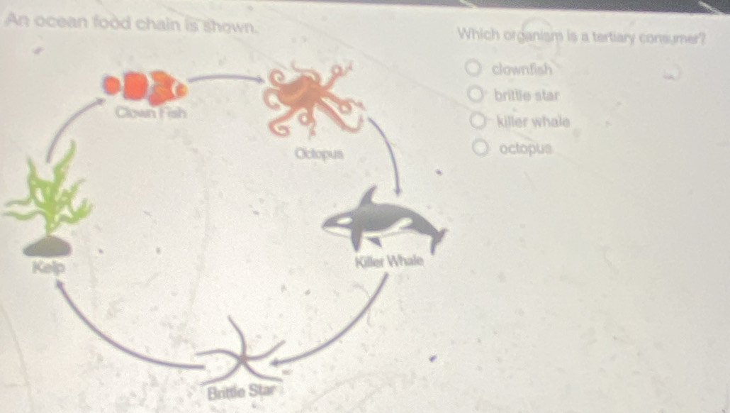 An ocean food chain is shown. Which organism is a tertiary consumer?
ownfish
rittle star
iller whale
ctopus