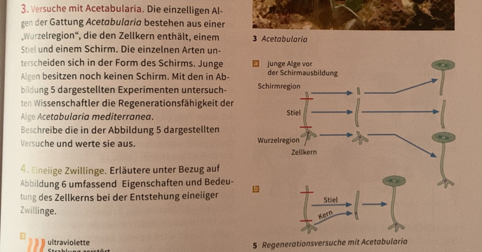 Versuche mit Acetabularia. Die einzelligen Al- 
gen der Gattung Acetabularia bestehen aus einer 
Wurzelregion', die den Zellkern enthält, einem 3 Acetabularia 
Stiel und einem Schirm. Die einzelnen Arten un- 
terscheiden sich in der Form des Schirms. Junge junge Alge vor 
Algen besitzen noch keinen Schirm. Mit den in Ab- der Schirmausbildung 
bildung 5 dargestellten Experimenten untersuch- Schirmregion 
ten Wissenschaftler die Regenerationsfähigkeit der 
Alge Acetabularia mediterranea. Stiel 
Beschreibe die in der Abbildung 5 dargestellten 
Versuche und werte sie aus. Wurzelregion 
Zellkern 
4. Eineiige Zwillinge. Erläutere unter Bezug auf 
Abbildung 6 umfassend Eigenschaften und Bedeu- 
tung des Zellkerns bei der Entstehung eineiiger Stiel 
Zwillinge. 
Kern 
ultraviolette
5 Regenerationsversuche mit Acetabularia