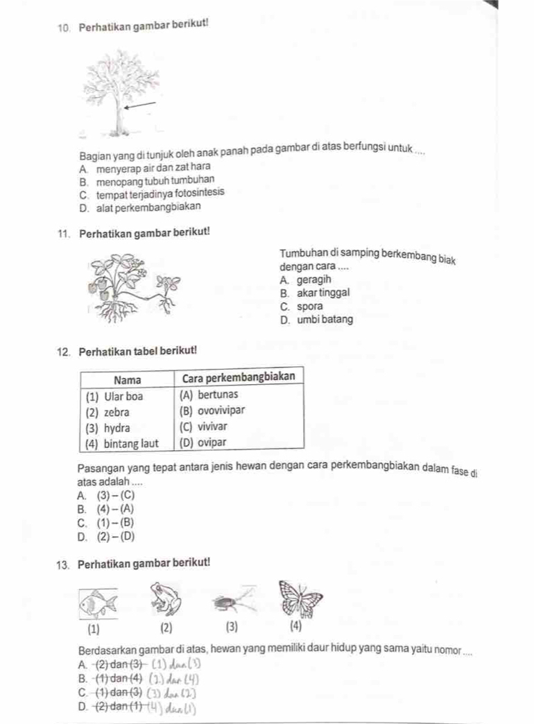 Perhatikan gambar berikut!
Bagian yang di tunjuk oleh anak panah pada gambar di atas berfungsi untuk ....
A. menyerap air dan zat hara
B. menopang tubuh tumbuhan
C. tempat terjadinya fotosintesis
D. alat perkembangbiakan
11. Perhatikan gambar berikut!
Tumbuhan di samping berkembang biak
dengan cara ....
A. geragih
B. akar tinggal
C. spora
D. umbi batang
12. Perhatikan tabel berikut!
Pasangan yang tepat antara jenis hewan dengan cara perkembangbiakan dalam fase d
atas adalah ....
A. (3)-(C
B. 4 )−(A)
C. (1)-(B)
D. (2)-(D)
13. Perhatikan gambar berikut!
(1) (2) (3) (4)
Berdasarkan gambar di atas, hewan yang memiliki daur hidup yang sama yaitu nomor ....
A. -(2) dan (3) (1) d _△ L 3
B. (1) dan (4) (2) dao 14
C. (1) da 7(3 (3) dan (2)
D. (2) dan □ (4) dun l1)