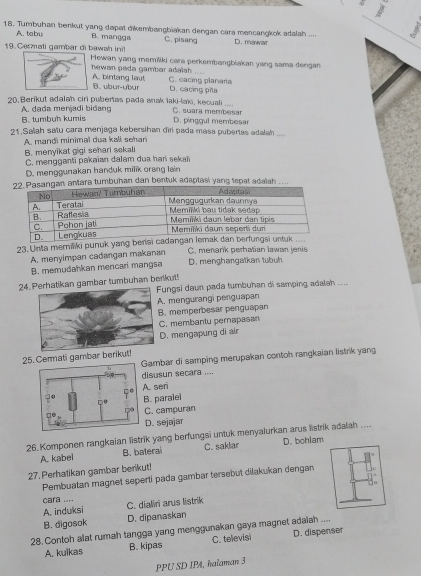 Tumbuhan berikut yang dapet dikembangbiakan dengan cara mencangkok adalah .... D. mawar
A. tebu B. mangga C. pisang
19.Cermati gambar di bawah ini Hewan yang memiliki cara perkembangbiakan yang sama dengan
hewan pada gambar adalsh .... C. cacing planara
A. bintang lau! B. ubur-ubur D. cacing pila
20. Berikut adalah ciri pubertas pada anak laki-laïi, kecuali C. suara membesar
A dada meniadi bidano B. tumbuh kumis
D. pinggul membesar
21.Salah satu cara menjaga kebersihan đīri pada masa pubertas adalah
A mandi minimaï dua kali sehan
_
B. menyikat gigi sehari sekali
C. mengganti pakaian dalam dua har sekal
D. menggunakan handuk milik orang lain
antara tumbuhan dan bentuk adaptasi yang tepat adaiah ....
23. Unta memiliki punuk yang berisi cadanga
A. menyimpan cadangan makanan D. menghangaïkan tubuh C. menank perhatian lawan jenis
B. memudahkan mencari mangsa
24kan gambar tumbuhan berikut! ungsi daun pada tumbuhan di samping adalah ..... mengurangi penguapan. memperbesar penguapan. membantu pernapasan. mengapung di air
ambar di samping merupakan contoh rangkaian listrik yang
25. Cermati gambar beri
isusun secara ..... seri
. paralel
C. campuran
D. sejajar
26.Komponen rangkaian listrik yang berfungsi untuk menyalurkan arus listrik adalah .... D. bohlam
A. kabel B. baterai C. saklar
27. Perhatikan gambar berikut!
Pembuatan magnet seperti pada gambar tersebut dilakukan dengan
cara ....
A. induksi C. dialiri arus listrik
B. digosok D. dipanaskan
28. Contoh alat rumah tangga yang menggunakan gaya magnet adalah ....
A. kulkas B. kipas C. televisi D. dispenser
PPU SD IPA, halaman 3