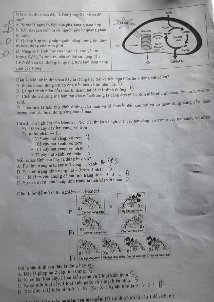 Mỗi nhân định sau đây là Đúng hay Sai về sơ đồ
này?
A. Nước là nguyên liệu của pha sáng quang hợp.
B. Khí oxygen sinh ra có nguồn gốc từ quang phân
ly nước
C. Quang hợp cung cấp nguồn năng lượng lớn duy
trì hoạt động của sinh giới.
D. Năng suất sinh học của thực vật chủ yếu từ
lượng C_6H_12O_6 sinh ra, nên có thể sử dụng đèn
LED đề kéo dài thời gian quang hợp làm tăng năn
suất cây trồng.
Câu 2. Mỗi nhận định sau đây là Đúng hay Sai về tiêu hóa thức ăn ở động vật có vú?
A. thuộc nhóm động vật có ống tiêu hóa và túi tiêu hoá.
B. Là quá trình biến đổi thức ăn thành tất cả chất dinh dưỡng.
C. Chất dinh dưỡng mả hấp thụ vào máu thường là dạng đơn phân, đơn giản như glucose, fructose, amino
acid, ..
D. Tiêu hóa là hấp thụ dinh dưỡng vào máu và di chuyển đến các mô và cơ quan dùng cung cấp năng
lượng cho các hoạt động sống của tế bào.
Câu 3. Thí nghiệm của Mendel: Pt/c: (lai thuận và nghịch): cây hạt vàng, vỏ trơn × cây hạt xanh, vỏ nhăn
F_1 : 100% cây cây hạt vàng, vỏ trơn
F_1 tự thụ phần to F_2
+315 ca ly hạt vàng, vỏ trơn
+108 cây hạt xanh, vỏ trơn
+101 cây hạt vàng, vỏ nhǎn
+32 cây hạt xanh, vỏ nhăn
Mỗi nhận định sau đây là đúng hay sai?
A. F_2: tính trạng màu sắc approx 3 vàng: l xanh
B. F_2 : tính trạng hình dạng hạt approx 3tr ơn: l nhǎn
C. Ti lệ đi truyền chung cả hai tính trạng là: 9:3:3:1.
D. Sự di truyển của 2 cặp tính trạng là liên kết với nhau.
Câu 4. Sơ đồ mô tả th
Môi nhận định sau đây là đúng hay sai?
A. Đây là phép lai 2 cặp tính trạng.
B. Xỉ có hai loại cây, 2 loại kiểu-gene và 2 loại kiểu hình.
C. Xã có một loại cây, 1 loại kiểu gene và 1 loại kiểu hình.
D. Xác định tỉ lệ kiểu hình ở F_2: X_5:X_6:X_7 : X lần lượt là 9:3:3:1.
#I Câu trấc nghiệm trả lời ngắn, (Thi sinh trả lời từ câu 1 đến câu 6.)