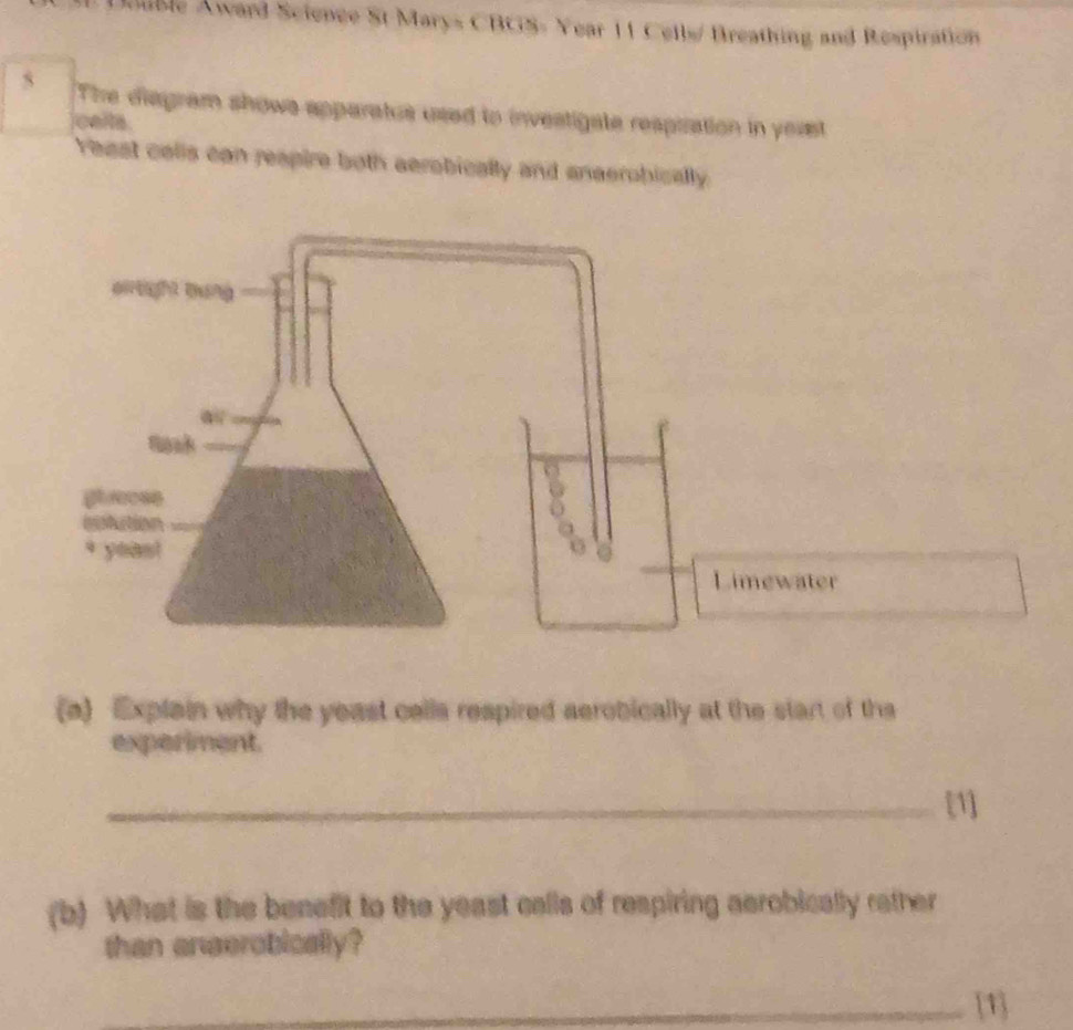 Auble Award Science St Marys CBGS- Year 11 Cells/ Breathing and Respiration 
5 The diagram showe apparatue used to investigate respization in yeast 
cella 
Yeast calls can reapire both aerobically and anaerobically. 
oirtight mang 
aV 
naak 
glecse 
gotuction 
* yeas! 
a 
Limewater 
(a) Explain why the yeast cells respired aerobically at the start of ths 
experiment. 
_[1] 
(b) What is the benefit to the yeast calls of respiring aerobically rather 
than anaerobically? 
_[1]