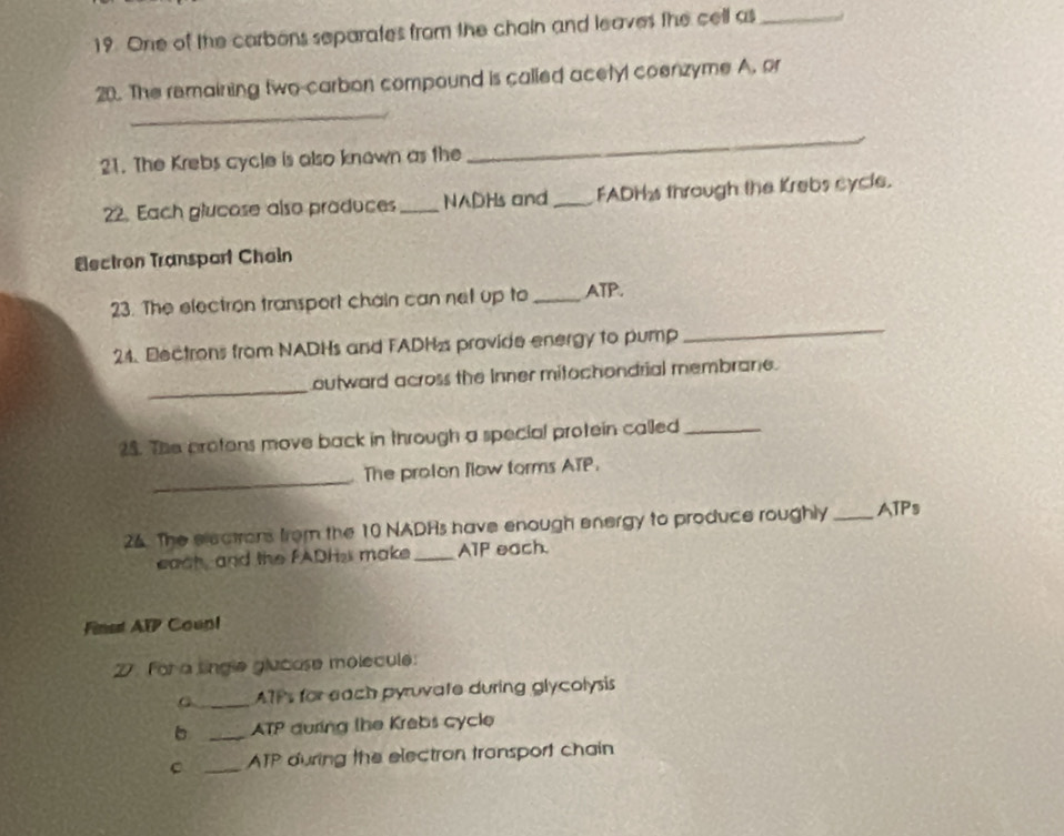 One of the carbons separates from the chain and leaves the cell as_ 
_ 
20. The remaining two-carbon compound is called acetyl coenzyme A, or 
21. The Krebs cycle is also known as the 
_ 
22. Each glucose also produces _NADHs and_ FADHs through the Krebs cycle. 
Electron Transpart Chain 
_ 
23. The electron transport chain can net up to _ATP. 
24. Electrons from NADHs and FADHa pravide energy to pump 
_ 
outward across the inner mitochondrial membrane. 
25. The protens move back in through a special protein called_ 
_ 
The proton flow torms ATP. 
26. The electrons from the 10 NADHs have enough energy to produce roughly _ATPs 
each, and the FADHs make _ATP each. 
Finst AIP Coun! 
27. For a single glucose molecule: 
G_ ATPs for each pyruvate during glycolysis 
_ 
ATP quring the Krabs cycle 
C _ATP during the electron tronsport chain
