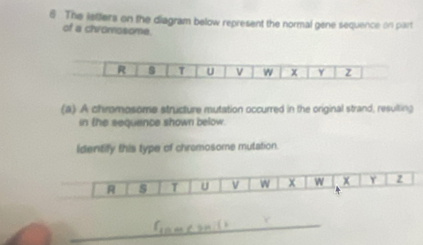 The leffers on the diagram below represent the normal gene sequence on part 
of a chromosome. 
(a) A chromosome structure mutation occurred in the original strand, resulting 
in the sequance shown below. 
identify this type of chromosome mutation. 
R s T U v w x w x Y z 
_