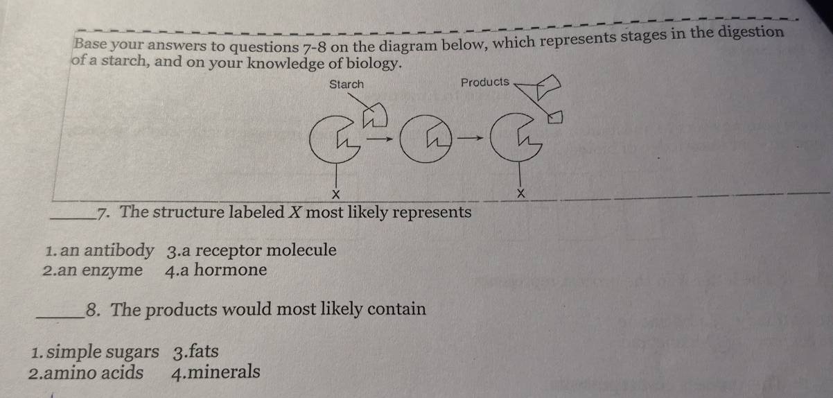 Base your answers to questions 7-8 on the diagram below, which represents stages in the digestion 
of a starch, and on your knowledge of biology. 
_7. The structure labeled X most likely represents 
1. an antibody 3.a receptor molecule 
2.an enzyme 4.a hormone 
_8. The products would most likely contain 
1. simple sugars 3.fats 
2.amino acids 4.minerals