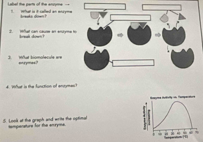 Label the parts of the enzyme 
1. What is it called an enzyme 
breaks down? 
2. What can cause an enzyme t 
break down? 
3. What biomolecule are 
enzymes? 
4. What is the function of enzymes? 
Enzyme Activity vs. Temperature 
5. Look at the graph and write the optimal 
temperature for the enzyme.
0 10 20 30 40 s0 60 70
Temperaturs (^circ C)