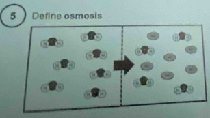 Define osmosis