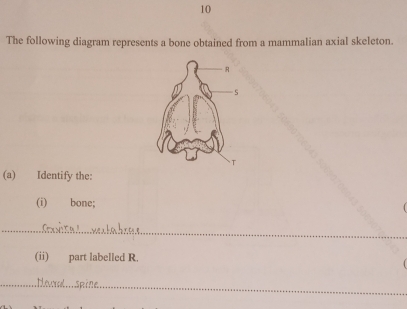 The following diagram represents a bone obtained from a mammalian axial skeleton. 
(a) Identify the: 
(i) bone; 
(ii) part labelled R.