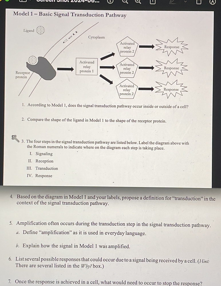 Solved: Model 1 - Basic Signal Transduction Pathway l. According to ...