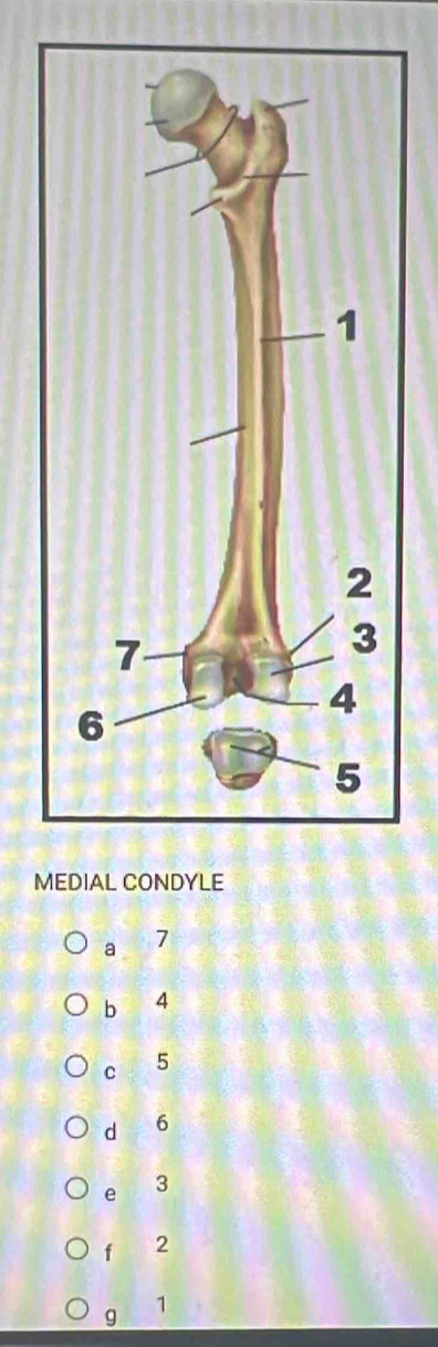 MEDIAL CONDYLE
a 7
b 4
c 5
d 6
e 3
f 2
g 1