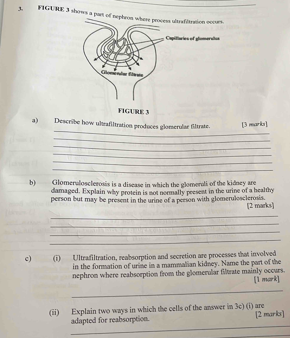 FIGURE 3 shows a part of 
_ 
a) Describe how ultrafiltration produces glomerular filtrate. 
[3 marks] 
_ 
_ 
_ 
_ 
_ 
b) Glomerulosclerosis is a disease in which the glomeruli of the kidney are 
damaged. Explain why protein is not normally present in the urine of a healthy 
person but may be present in the urine of a person with glomerulosclerosis. 
[2 marks] 
_ 
_ 
_ 
_ 
c) (i) Ultrafiltration, reabsorption and secretion are processes that involved 
in the formation of urine in a mammalian kidney. Name the part of the 
nephron where reabsorption from the glomerular filtrate mainly occurs. 
[1 mark] 
_ 
(ii) Explain two ways in which the cells of the answer in 3c) (i) are 
_ 
adapted for reabsorption. [2 marks] 
_