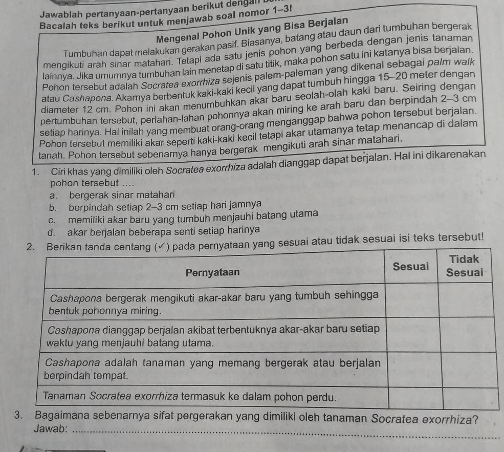 Jawablah pertanyaan-pertanyaan berikut dengall b
Bacalah teks berikut untuk menjawab soal nomor 1-3!
Mengenal Pohon Unik yang Bisa Berjalan
Tumbuhan dapat melakukan gerakan pasif. Biasanya, batang atau daun dari tumbuhan bergerak
mengikuti arah sinar matahari. Tetapi ada satu jenis pohon yang berbeda dengan jenis tanaman
Iainnya. Jika umumnya tumbuhan lain menetap di satu titik, maka pohon satu ini katanya bisa berjalan.
Pohon tersebut adalah Socratea exorrhiza sejenis palem-paleman yang dikenal sebagai palm walk
atau Cashapona. Akarnya berbentuk kaki-kaki kecil yang dapat tumbuh hingga 15--20 meter dengan
diameter 12 cm. Pohon ini akan menumbuhkan akar baru seolah-olah kaki baru. Seiring dengan
pertumbuhan tersebut, perlahan-lahan pohonnya akan miring ke arah baru dan berpindah 2-3 cm
setiap harinya. Hal inilah yang membuat orang-orang menganggap bahwa pohon tersebut berjalan.
Pohon tersebut memiliki akar seperti kaki-kaki kecil tetapi akar utamanya tetap menancap di dalam
tanah. Pohon tersebut sebenarnya hanya bergerak mengikuti arah sinar matahari.
1. Ciri khas yang dimiliki oleh Socratea exorrhiza adalah dianggap dapat berjalan. Hal ini dikarenakan
pohon tersebut ....
a. bergerak sinar matahari
b. berpindah setiap 2-3 cm setiap hari jamnya
c. memiliki akar baru yang tumbuh menjauhi batang utama
d. akar berjalan beberapa senti setiap harinya
uai atau tidak sesuai isi teks tersebut!
t pergerakan yang dimiliki oleh tanaman Socratea exorrhiza?
Jawab:_