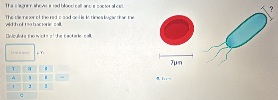 Solved: The diagram shows a red blood cell and a bacterial cell. The ...