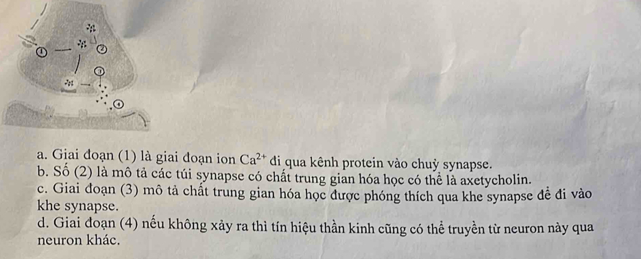 a
④
5 + 1
a. Giai đoạn (1) là giai đoạn ion Ca^(2+) di qua kênh protein vào chuỳ synapse.
b. Số (2) là mô tả các túi synapse có chất trung gian hóa học có thể là axetycholin.
c. Giai đoạn (3) mô tả chất trung gian hóa học được phóng thích qua khe synapse để đi vào
khe synapse.
d. Giai đoạn (4) nếu không xảy ra thì tín hiệu thần kinh cũng có thể truyền từ neuron này qua
neuron khác.