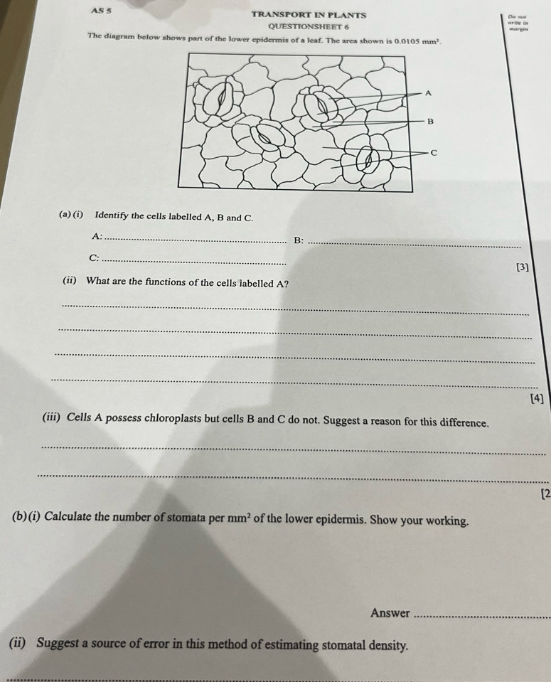 AS 5 TRANSPORT IN PLANTS Do not write in 
QUESTIONSHEET 6 margin 
The diagram below shows part of the lower epidermis of a leaf. The area shown is 0.0105mm^2. 
(a) (i) Identify the cells labelled A, B and C. 
A:_ 
B:_ 
C:_ 
[3] 
(ii) What are the functions of the cells labelled A? 
_ 
_ 
_ 
_ 
[4] 
(iii) Cells A possess chloroplasts but cells B and C do not. Suggest a reason for this difference. 
_ 
_ 
[2 
(b)(i) Calculate the number of stomata per mm^2 of the lower epidermis. Show your working. 
Answer_ 
(ii) Suggest a source of error in this method of estimating stomatal density.