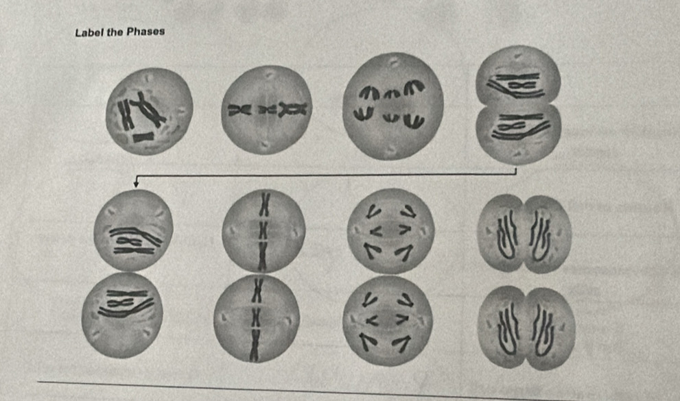 Label the Phases 
or