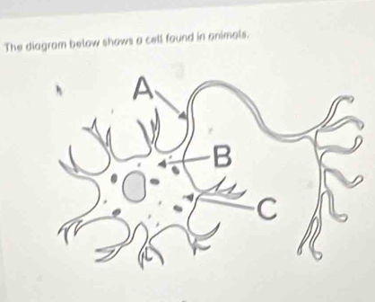 The diagram below shows a cell found in animals.