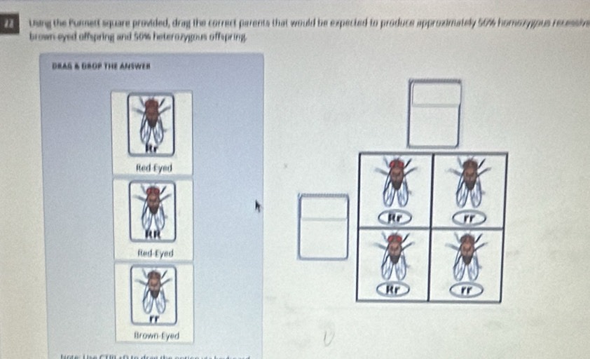 tsing the Purmett square provided, dray the correct parents that would be expected to produce approximately 50% homox yious recessin
brown eyed offspring and 50% heterozygous offspring.
DRAG & GROP THE ANSWEB
Red Eyed
RR
Red-Eyed
Brown-Eyed