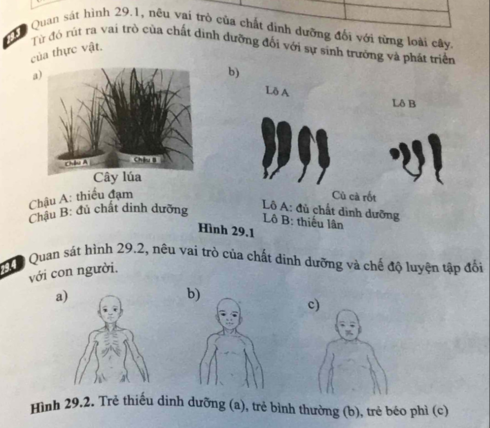 Qu Quan sát hình 29.1, nêu vai trò của chất dính dưỡng đối với từng loài cây. 
Từ đó rút ra vai trò của chất dinh dưỡng đối với sự sinh trưởng và phát triển 
của thực vật. 
a) 
b) 
Lδ A 
Lô B 
Chậu A: thiếu đạm Củ cà rốt 
Chậu B: đủ chất dinh dưỡng 
Lô A: đủ chất dình dưỡng 
Lô B: thiếu lân 
Hình 29.1 
Quan sát hình 29.2, nêu vai trò của chất dinh dưỡng và chế độ luyện tập đối 
với con người. 
a 
Hình 29.2. Trẻ thiếu dinh dưỡng (a), trẻ bình thường (b), trẻ béo phì (c)