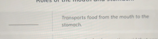 Roles 
Transports food from the mouth to the 
_ 
stomach.