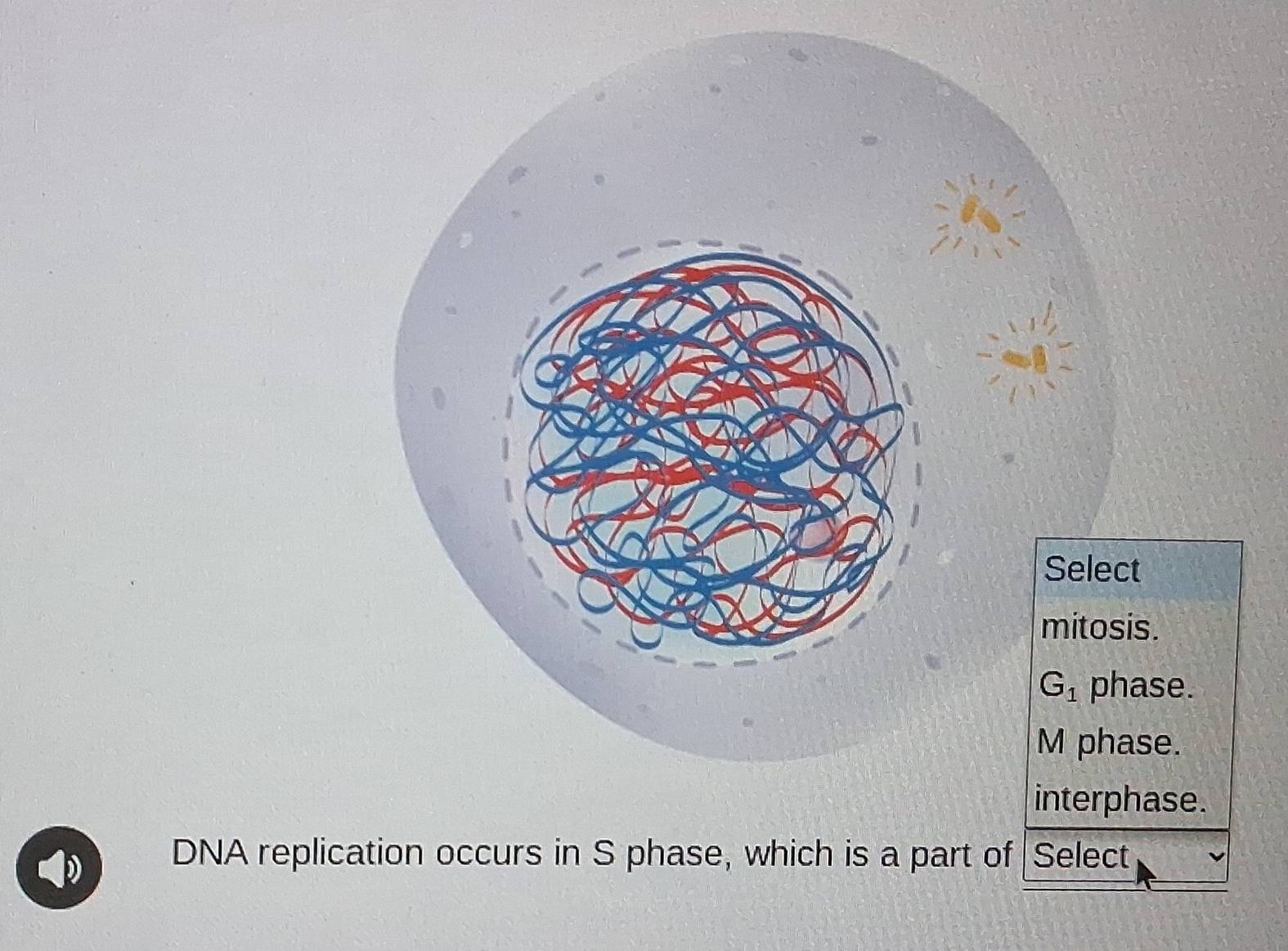 Solved: e. DNA replication occurs in S phase, which is a part of Select ...