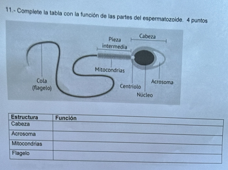 11.- Complete la tabla con la función de las partes del espermatozoide, 4 puntos
Estructura Función
Cabeza
Acrosoma
Mitocondrias
Flagelo