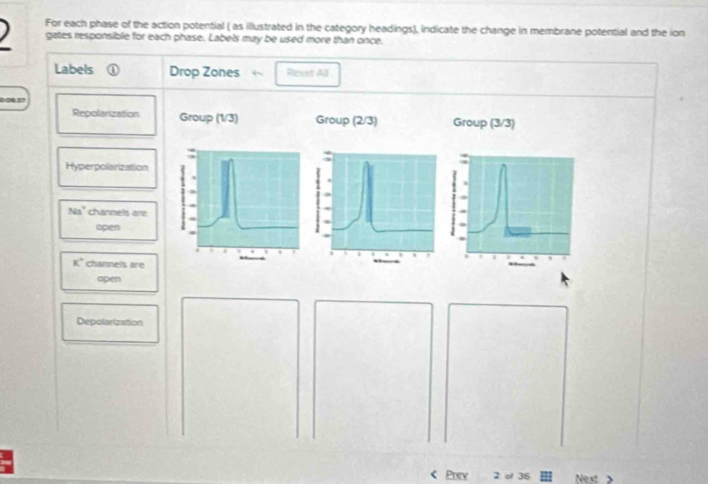 For each phase of the action potential ( as illustrated in the category headings), indicate the change in membrane potential and the ion 
gates responsible for each phase. Labels may be used more than once. 
Labels Drop Zones Revet All
0:00 17
Repolarization Group (1/3) Group (2/3) Group (3/3)
Hyperpollarization 
Na' channels are 
open 
K* channels are 
open 
Depolarization 
Prev 36 Next >