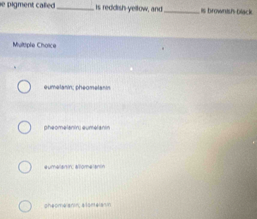 pigment called _is reddish-yellow, and_ is brownish black.
Multiple Choice
eumelanin; pheomelanin
pheomelanin; eumelanin
eumelanin; allomelanin
pheomelanin; allomeianin