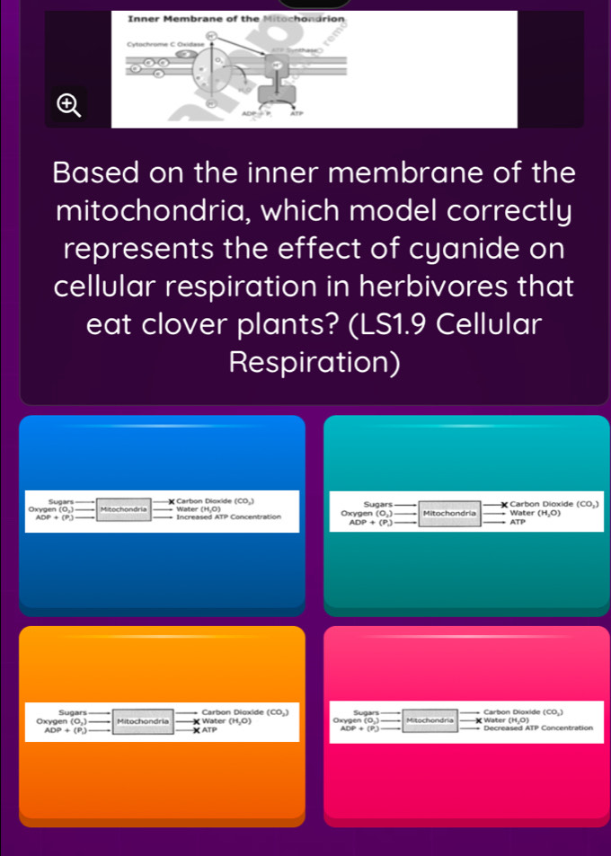 Based on the inner membrane of the 
mitochondria, which model correctly 
represents the effect of cyanide on 
cellular respiration in herbivores that 
eat clover plants? (LS1.9 Cellular 
Respiration) 
Oxygen Sugars 
Carbon Carbon Dioxide (CO_2)
ADP+(P_.). Concentration Oxygen Sugars
(0,) Increaseo Water (n,0) Mitochondría ATP Water (H_2O)
(O_2)
ADP+(P_.)
Sugars Oxygen (0,3
Oxygen (0,) _Mitochondria _ Water Carbon Dioxide (CO_2) Sugars Mitochondria _X Water Carbon Dioxide (CO_2
(H,O)
(H,O)
ADP+(P_1) X ATP Decreased ATP Concentration