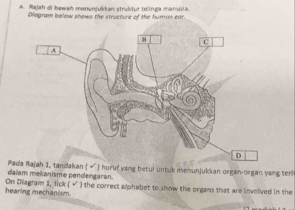 Selesai:Rajah di bawah menunjukkan struktur telinga manusia. Diagram ...