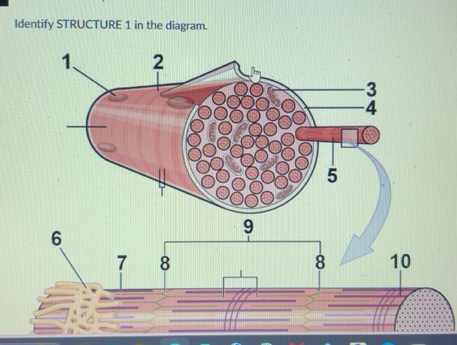 Solved: Identify STRUCTURE 1 in the diagram. [Chemistry]