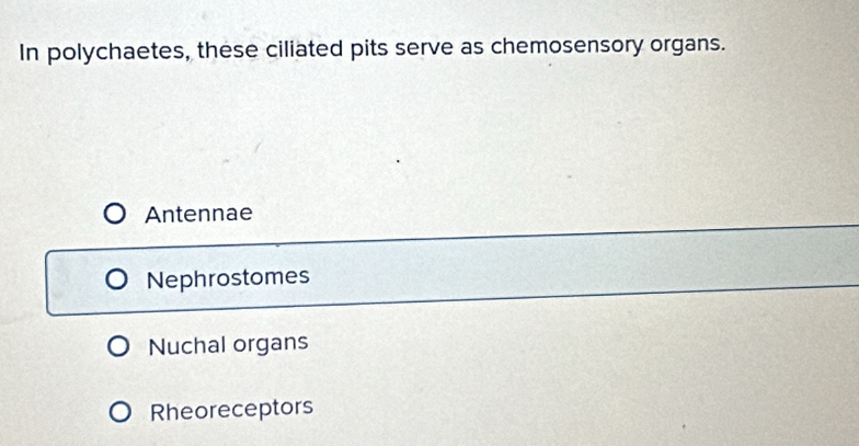 In polychaetes, these ciliated pits serve as chemosensory organs.
Antennae
Nephrostomes
Nuchal organs
Rheoreceptors