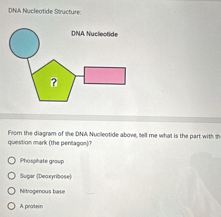 DNA Nucleotide Structure:
From the diagram of the DNA Nucleotide above, tell me what is the part with th
question mark (the pentagon)?
Phosphate group
Sugar (Deoxyribose)
Nitrogenous base
A protein