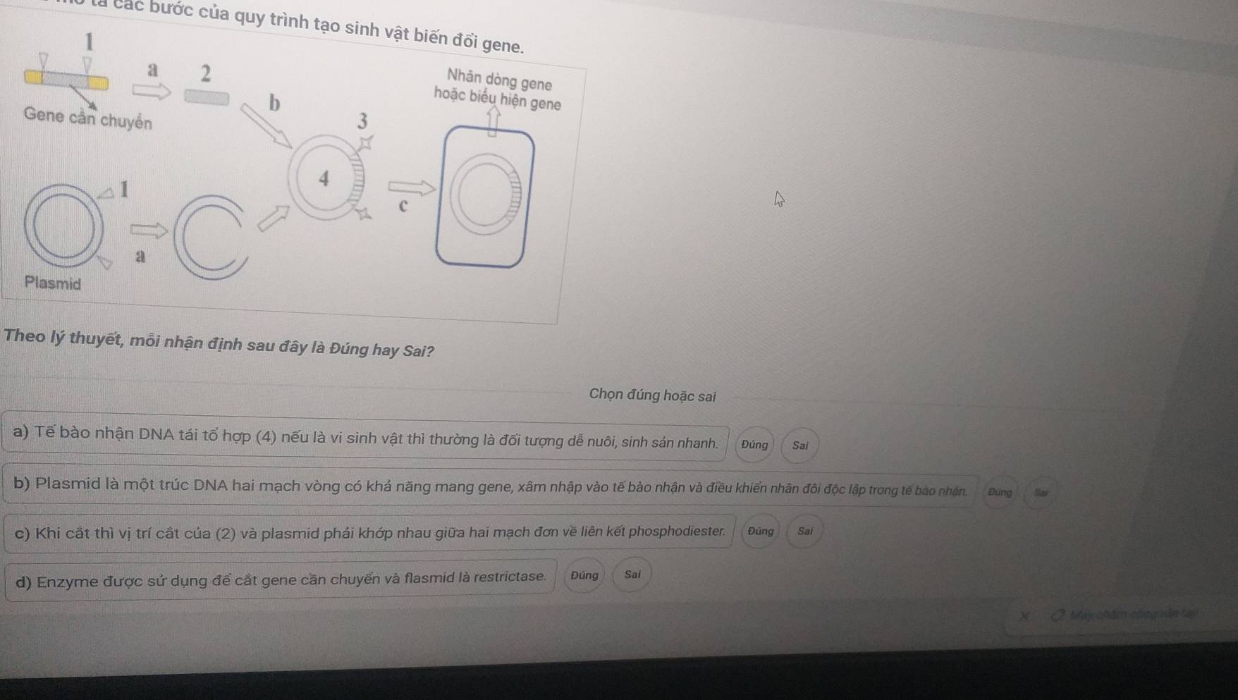 là các bước của quy trình tạo sinh vật biến đổi gene.
Theo lý thuyết, mỗi nhận định sau đây là Đúng hay Sai?
Chọn đúng hoặc sai
a) Tế bào nhận DNA tái tổ hợp (4) nếu là vi sinh vật thì thường là đối tượng dễ nuôi, sinh sán nhanh. Đúng Sai
b) Plasmid là một trúc DNA hai mạch vòng có khả năng mang gene, xâm nhập vào tế bào nhận và điều khiển nhân đôi độc lập trong tế bào nhận. Dung Sa
c) Khi cắt thì vị trí cất của (2) và plasmid phải khớp nhau giữa hai mạch đơn về liên kết phosphodiester. Đúng Sai
d) Enzyme được sử dụng để cắt gene cần chuyến và flasmid là restrictase. Đúng Sai
Máy chăm công văn tạy