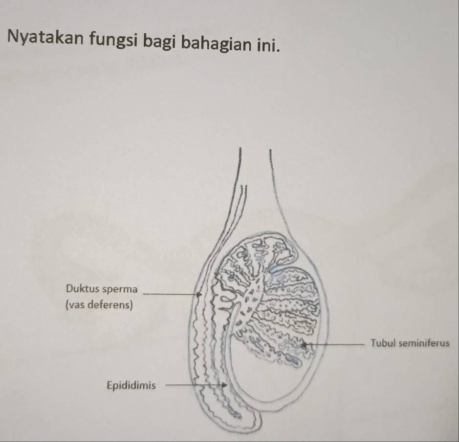 Nyatakan fungsi bagi bahagian ini. 
us