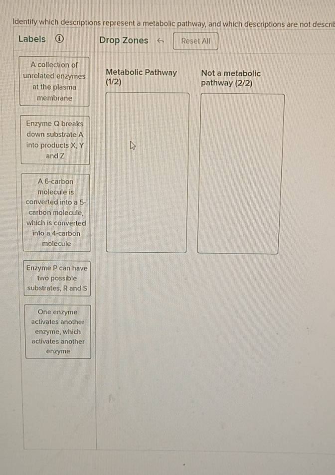 ldentify which descriptions represent a metabolic pathway, and which descriptions are not descril 
Labels Drop Zones Reset All 
A collection of 
Metabolic Pathway Not a metabolic 
unrelated enzymes (1/2)
at the plasma pathway (2/2)
membrane 
Enzyme Q breaks 
down substrate A 
into products X, Y
and Z
A 6 -carbon 
molecule is 
converted into a 5 - 
carbon molecule, 
which is converted 
into a 4 -carbon 
molecule 
Enzyme P can have 
two possible 
substrates, R and S 
One enzyme 
activates another 
enzyme, which 
activates another 
enzyme