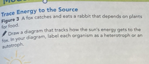 Trace Energy to the Source 
Figure 3 A fox catches and eats a rabbit that depends on plants 
for food. 
Draw a diagram that tracks how the sun's energy gets to the 
fax. In your diagram, label each organism as a heterotroph or an 
autotroph.