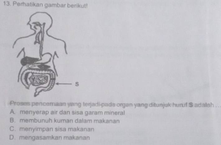 Perhatikan gambar berikut!
Proses pencernaan yang terjadi-pada organ yang ditunjuk huruf S adalah ..
A. menyerap air dan sisa garam mineral
B. membunuh kuman dalam makanan
C. menyimpan sisa makanan
D. mengasamkan makanan