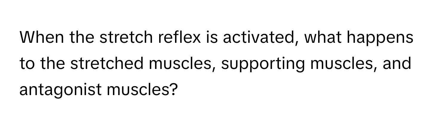 When the stretch reflex is activated, what happens to the stretched muscles, supporting muscles, and antagonist muscles?