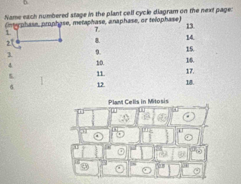 Solved: Name each numbered stage in the plant cell cycle diagram on the ...