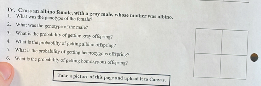 Cross an albino female, with a gray male, whose mother was albino. 
1. What was the genotype of the female? 
2. What was the genotype of the male? 
3. What is the probability of getting gray offspring? 
4. What is the probability of getting albino offspring? 
5. What is the probability of getting heterozygous offspring? 
6. What is the probability of getting homozygous offspring? 
Take a picture of this page and upload it to Canvas.