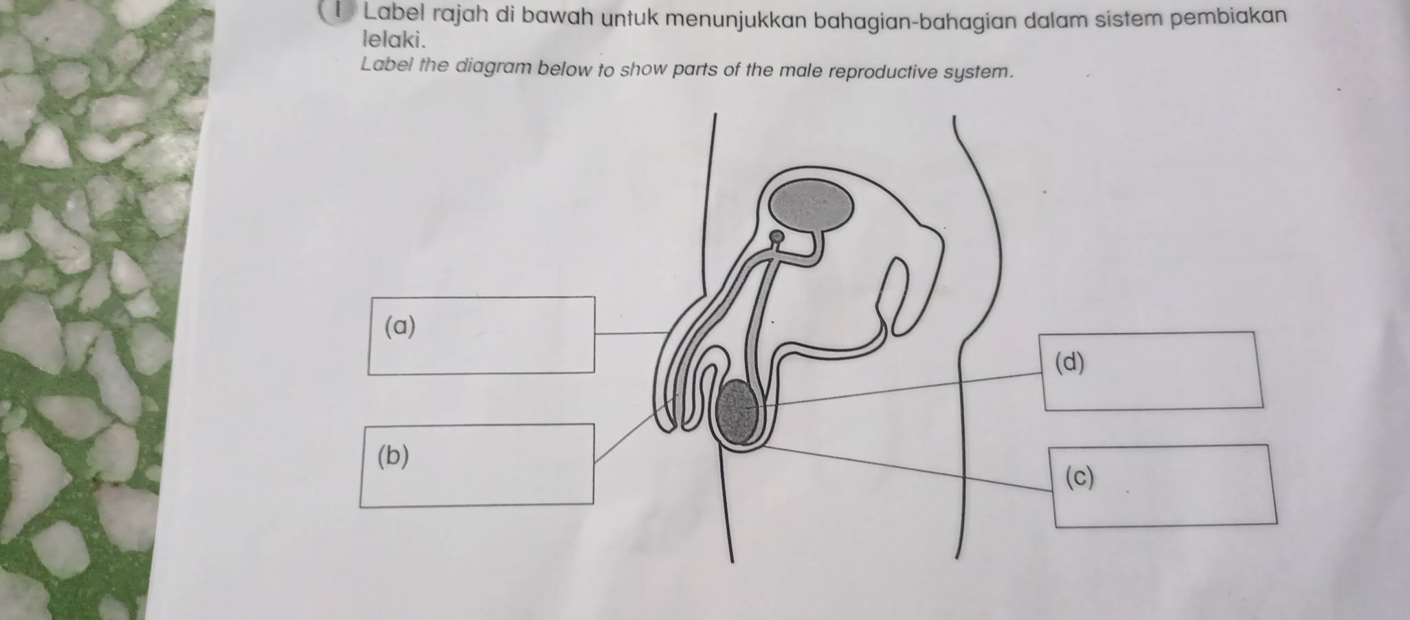 Label rajah di bawah untuk menunjukkan bahagian-bahagian dalam sistem pembiakan 
lelaki. 
Label the diagram below to show parts of the male reproductive system.