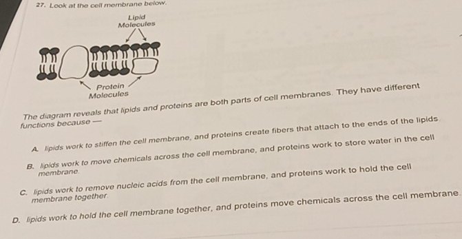 Look at the cell membrane below.
functions because — The diagram reveals that lipids and proteins are both parts of cell membranes. They have different
A. lipids work to stiffen the cell membrane, and proteins create fibers that attach to the ends of the lipids
B. lipids work to move chemicals across the cell membrane, and proteins work to store water in the cell
membrane
C. lipids work to remove nucleic acids from the cell membrane, and proteins work to hold the cell
membrane together
D. lipids work to hold the cell membrane together, and proteins move chemicals across the cell membrane.