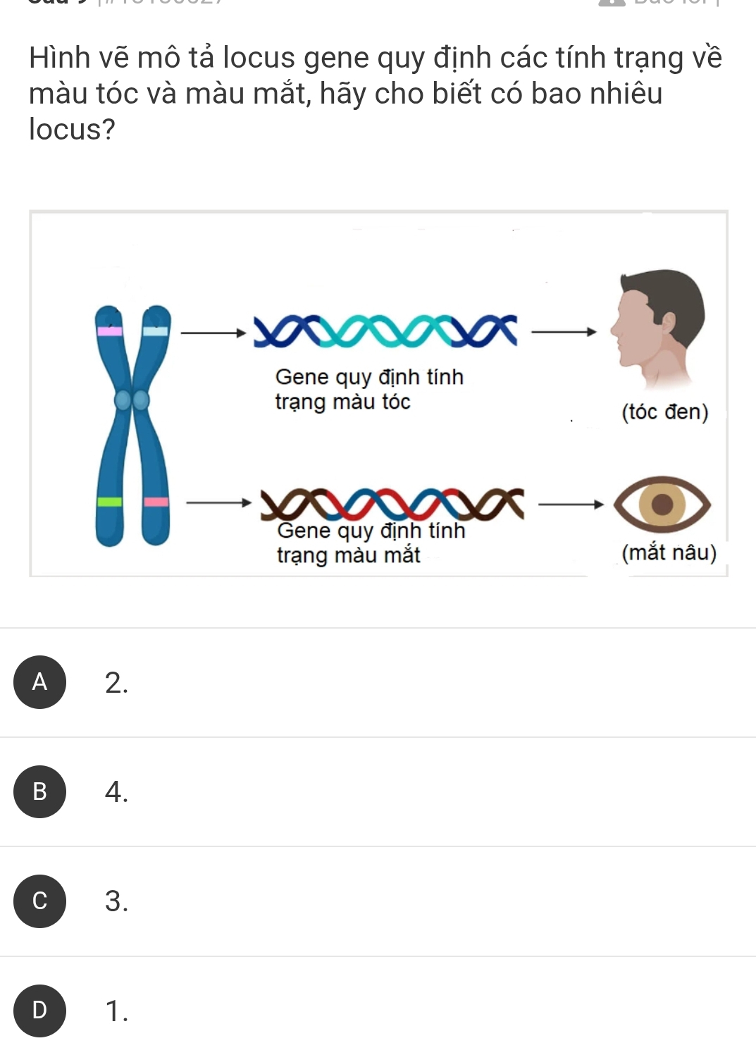 Giải quyết:Hình vẽ mô tả locus gene quy định các tính trạng về màu tóc ...