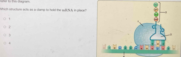 Refer to this diagram.
Which structure acts as a clamp to hold the mRNA in place?
1
2
3
4