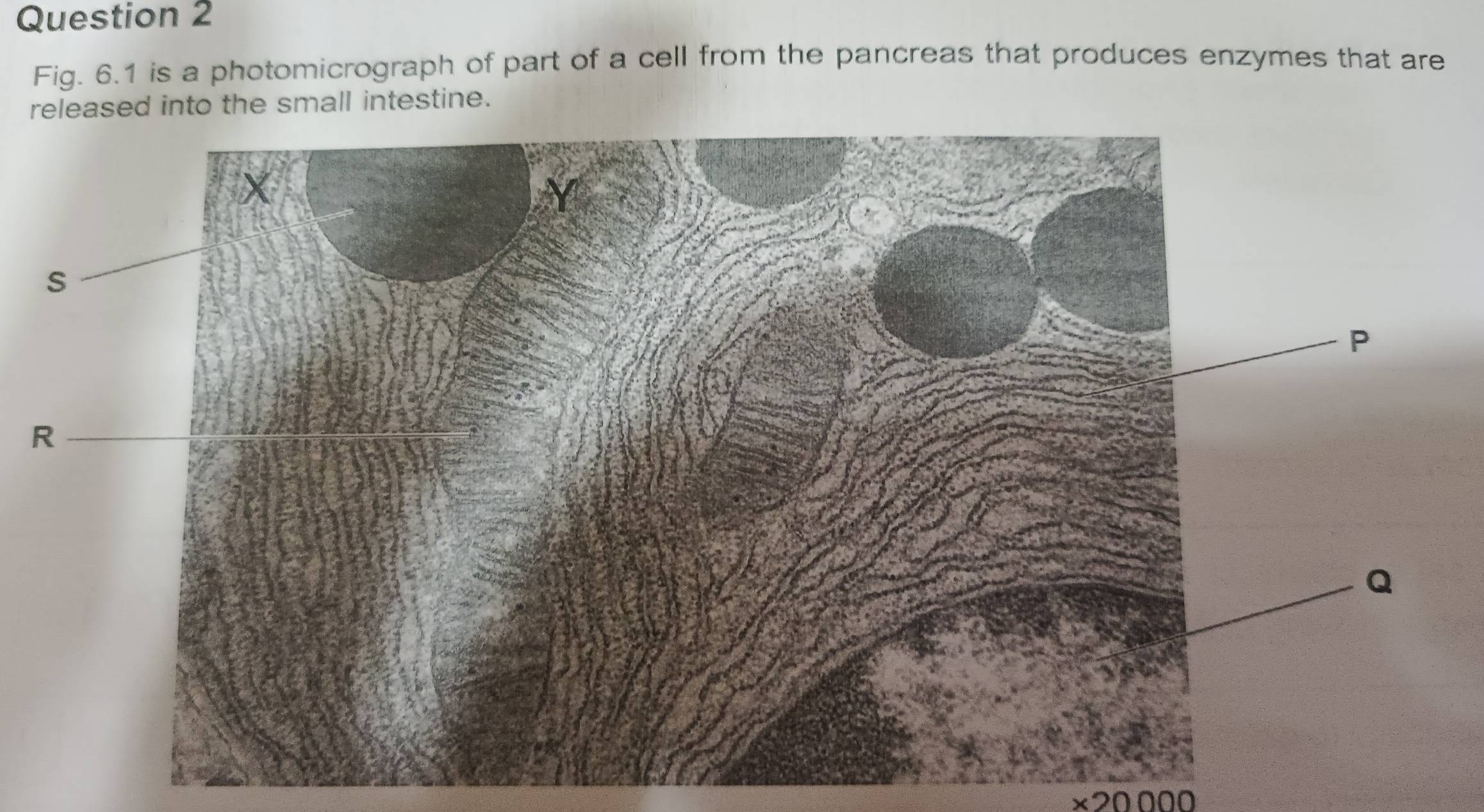 Fig. 6.1 is a photomicrograph of part of a cell from the pancreas that produces enzymes that are 
released into the small intestine.
×20 000