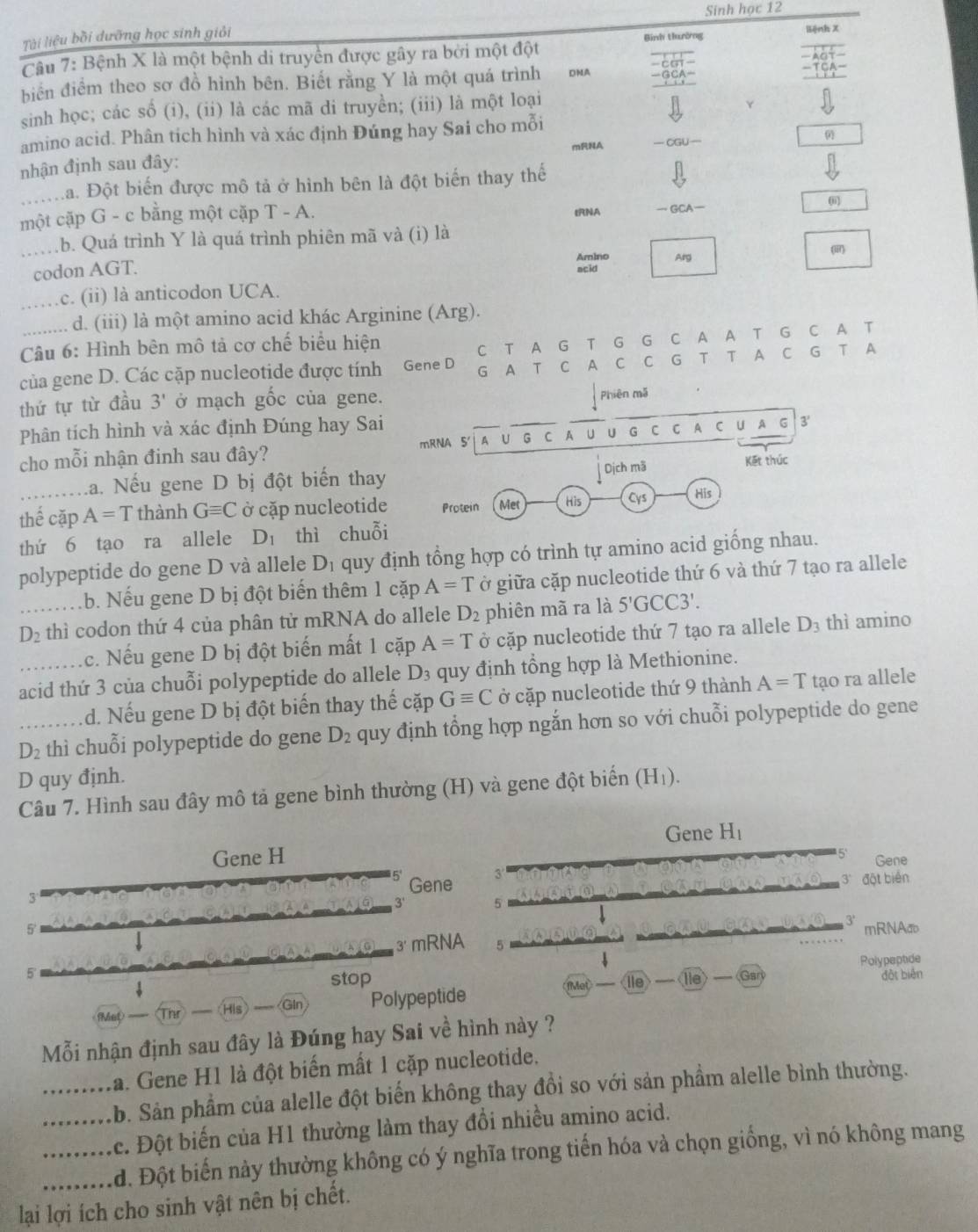Tài liệu bồi dưỡng học sinh giải Sinh học 12
Binh thường liệnh X
Câu 7: Bệnh X là một bệnh di truyền được gây ra bởi một đột
biển điểm theo sơ đồ hình bên. Biết rằng Y là một quá trình DNA beginarrayr 11 -CG+- GI-_114endarray
beginarrayr □ □  -401- hline 1--A- hline □ A- □ 1-endarray
sinh học; các số (i), (ii) là các mã di truyền; (iii) là một loại
Y
amino acid. Phân tích hình và xác định Đúng hay Sai cho mỗi
mRNA -CGU-
nhận định sau đây:
_La. Đột biến được mô tả ở hình bên là đột biến thay thế
(
một cặp G - c bằng một cặp T - A. ERNA 3CA-
_b. Quá trình Y là quá trình phiên mã và (i) là
Amino Arg
()
codon AGT.
acid
_c. (ii) là anticodon UCA.
_d. (iii) là một amino acid khác Arginine (Arg).
Câu 6: Hình bên mô tả cơ chế biểu hiện
C T A G T G G C A A T G C A T
của gene D. Các cặp nucleotide được tính Gene D G A T C A C C G T T A C G T A
thứ tự từ đầu 3' ở mạch gốc của gene.
Phiên mã
Phân tích hình và xác định Đúng hay Sai
cho mỗi nhận đinh sau đây? A U G C A U U G C C A C U A G 3'
mRNA 5'
La. Nếu gene D bị đột biến thay Dịch mã
Kết thúc
thể cặp A=T thành Gequiv C ở cặp nucleotide Protein Met His Cys His
thứ 6 tạo ra allele D_1 thì chuỗi
polypeptide do gene D và allele D_1 quy định tổng hợp có trình tự amino acid giống nhau.
b. Nếu gene D bị đột biến thêm 1 cặp A=T ở giữa cặp nucleotide thứ 6 và thứ 7 tạo ra allele
_ D_2 thì codon thứ 4 của phân tử mRNA do allele D_2 phiên mã ra là 5'GCC3'.
c. Nếu gene D bị đột biến mất 1 cặp A=T ở cặp nucleotide thứ 7 tạo ra allele D_3 thì amino
_acid thứ 3 của chuỗi polypeptide do allele D_3 quy định tổng hợp là Methionine.
d. Nếu gene D bị đột biến thay thế cặp Gequiv C ở cặp nucleotide thứ 9 thành A=T tạo ra allele
_ D_2 thì chuỗi polypeptide do gene D_2 quy định tổng hợp ngắn hơn so với chuỗi polypeptide do gene
D quy định.
Câu 7. Hình sau đây mô tả gene bình thường (H) và gene đột biến (H₁).
Gene H_1
Gene H Gene
5' Gene
đột bién
3
3' 5
3'
5' mRNAa
3 mRNA
5' Polypeptide
stop lie đột biên
H Polypeptide
Mỗi nhận định sau đây là Đúng hay Sai về hình này ?
_la. Gene H1 là đột biến mất 1 cặp nucleotide.
_Ab. Sản phẩm của alelle đột biến không thay đồi so với sản phầm alelle bình thường.
c. Đột biến của H1 thường làm thay đổi nhiều amino acid.
_d. Đột biến này thường không có ý nghĩa trong tiến hóa và chọn giống, vì nó không mang
lại lợi ích cho sinh vật nên bị chết.