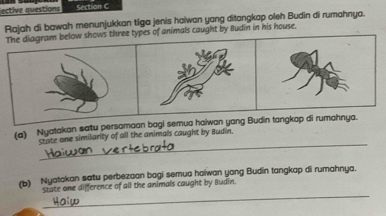 jective questions Section C 
Rajah di bawah menunjukkan tiga jenis haiwan yang ditangkap oleh Budin di rumahnya. 
The diagram below shows three types of animals caught by Budin in his house. 
_ 
(a) Nyatakan satu persamaan bagi semua haiwan yang Budin tangkap di rumahnya. 
State one similarity of all the animals caught by Budin. 
(b) Nyatakan satu perbezaan bagi semua haiwan yang Budin tangkap di rumahnya. 
_ 
State one difference of all the animals caught by Budin.